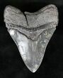 Serrated, Black Megalodon Tooth - South Carolina #19439-2